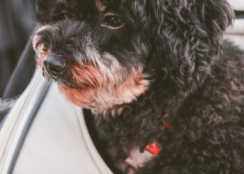 Perro pequeño dentro de un transportín blando, listo para viajar con perro en avión