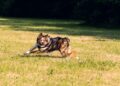 Perro border collie jugando en el parque con uno de los mejores juguetes para perros