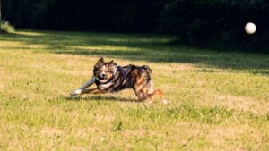 Mejores juguetes para perros: guía de compra 2026