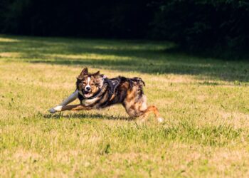 Perro border collie jugando en el parque con uno de los mejores juguetes para perros