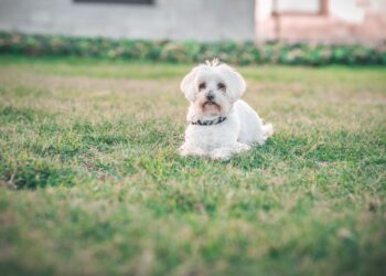 Bichón maltés de pelo blanco tumbado sobre el césped en un día soleado