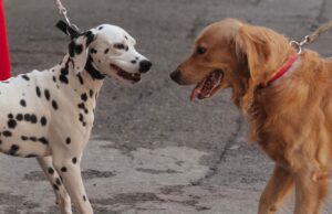 Perro reactivo con otros perros: cómo actuar