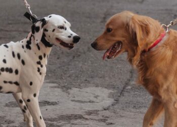 Dos perros con correa se encuentran en la acera, escena típica de un perro reactivo con otros perros