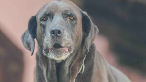 Labrador senior de mirada tranquila, ejemplo para calcular los años de un perro en humanos
