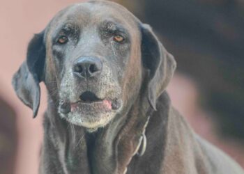Labrador senior de mirada tranquila, ejemplo para calcular los años de un perro en humanos