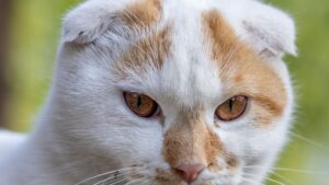 Gato Scottish Fold: carácter, cuidados y salud
