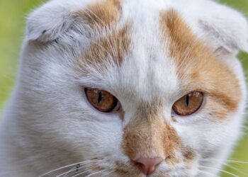 Gato Scottish Fold de ojos ámbar en primer plano mostrando sus orejas dobladas