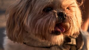 Shih Tzu: carácter, cuidados y salud de la raza