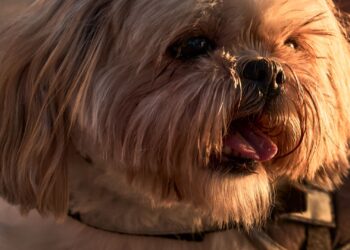 Shih Tzu de manto largo paseando al aire libre con luz cálida al atardecer