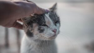 Por qué mi gato me muerde: causas y cómo evitarlo