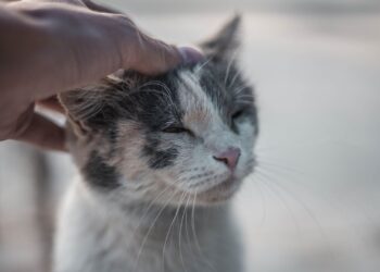 Mano acariciando la cabeza de un gato tranquilo, clave para entender por qué mi gato me muerde
