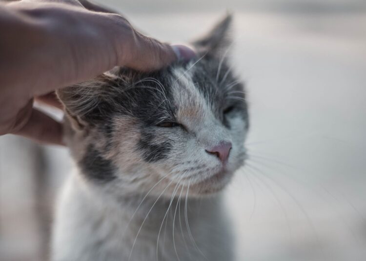 Mano acariciando la cabeza de un gato tranquilo, clave para entender por qué mi gato me muerde