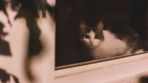 Redes de protección para gatos: ventanas y balcones seguros