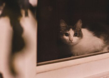 Gato de interior sentado en el alféizar mirando a la calle, situación en la que conviene instalar redes de protección para gatos