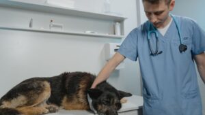 Microchip para perros: precio, ley y cómo registrarlo