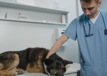 Veterinario revisando a un perro en la clínica, donde se implanta el microchip para perros