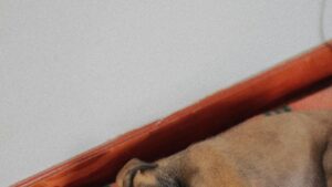 Cachorro durmiendo tranquilo sobre una manta, sin llorar por la noche