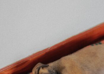 Cachorro durmiendo tranquilo sobre una manta, sin llorar por la noche