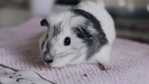 Cobaya como mascota: cuidados, jaula y alimentación