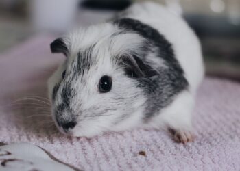 Cobaya como mascota descansando sobre una manta en el interior de una casa