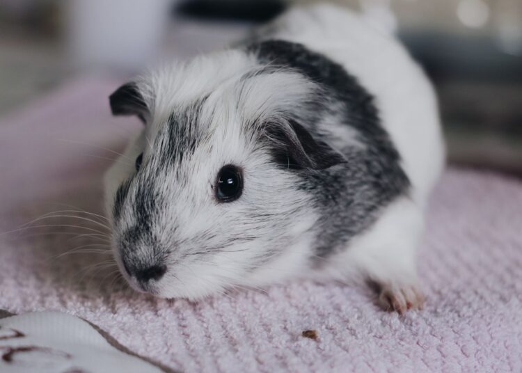 Cobaya como mascota descansando sobre una manta en el interior de una casa
