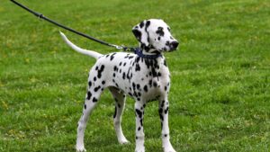 Seguro obligatorio para perros: qué dice la ley en 2026