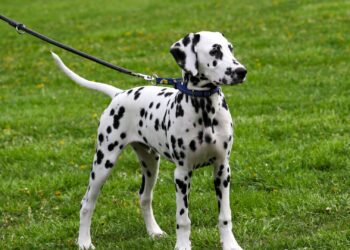Perro paseando con correa en un parque, contexto del seguro obligatorio para perros en España