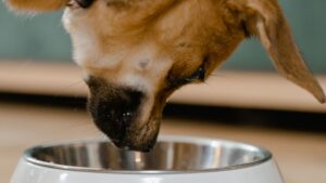 Alimentación de cachorros: cantidades, horarios y pienso