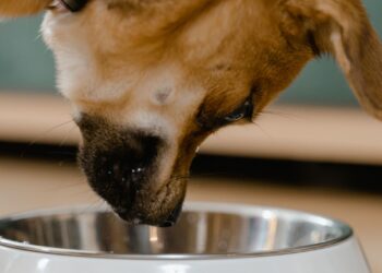 Cachorro comiendo pienso de su comedero, alimentación de cachorros paso a paso
