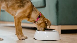 Mi perro no come: causas y qué hacer en casa