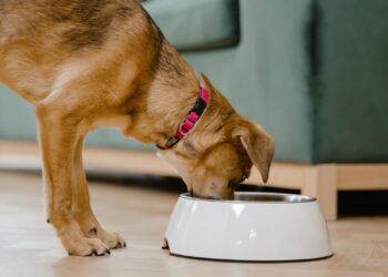 Perro marrón con collar frente a su cuenco de comida en casa, ilustrando qué hacer si mi perro no come