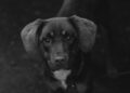 Primer plano de la cara de un perro para ilustrar cómo limpiar los ojos de un perro