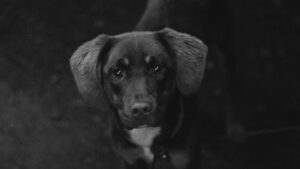 Cómo limpiar los ojos de un perro: legañas y cuidados