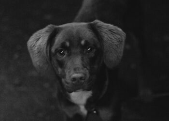 Primer plano de la cara de un perro para ilustrar cómo limpiar los ojos de un perro