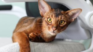 Gato abisinio: carácter, cuidados y precio en España