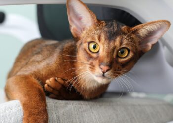 Gato abisinio de pelaje ticked dorado descansando en el interior de una casa
