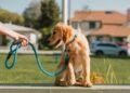 Perro joven sentado y quieto con la correa puesta durante el entrenamiento de la orden quieto