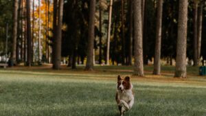 Perro persigue su cola: causas y cuándo preocuparse