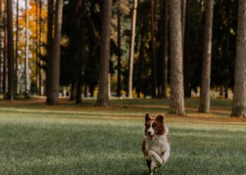Perro jugando y persiguiendo su cola en un parque