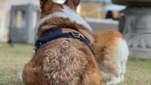 Glándulas anales del perro: síntomas y cuidados