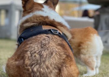 Perro sentado de espaldas sobre la hierba, postura relacionada con las glándulas anales del perro