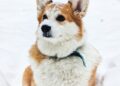 Perro con frío sentado sobre la nieve durante un paseo de invierno
