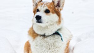Perro con frío: señales, abrigo y cuidados en invierno
