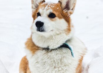 Perro con frío sentado sobre la nieve durante un paseo de invierno