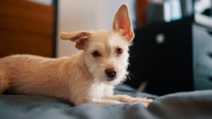 Perro adoptado: cuánto tarda en adaptarse a su hogar