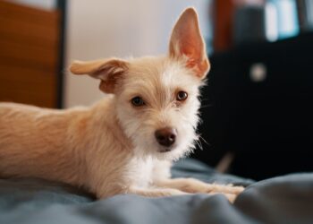 Perro adoptado descansando tranquilo sobre una manta en su nuevo hogar