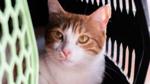 Llevar al gato al veterinario sin estrés: guía práctica