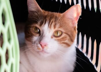 Gato blanco y naranja dentro de un transportín, listo para llevar al gato al veterinario sin estrés
