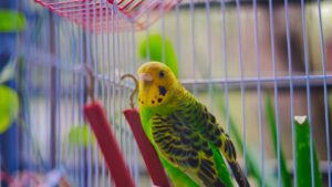 Periquito como mascota: cuidados, jaula y convivencia