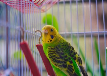 Periquito como mascota posado en el interior de su jaula, con plumaje verde y amarillo